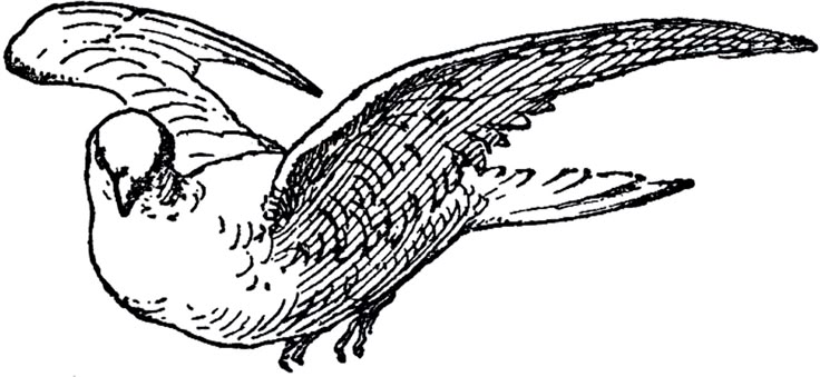 A white dove